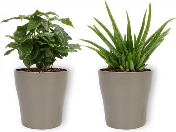 2 Kamerplanten - Aloe Vera & Koffieplant - In hippe zilveren pot - geen groene vingers nodig