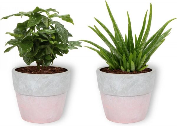 2 Kamerplanten - Aloe Vera & Koffieplant - In roze pot -geen groene vingers nodig