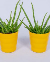 2x Aloe Vera Kamerplant - ± 30cm hoog - In gele bloempot