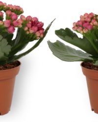 2x Kamerplant Kalanchoë Perfecta - met paarse bloemen - ± 10cm hoog - 7cm diameter