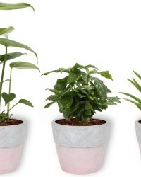 3 Kamerplanten - Aloe Vera, Monstera & Koffieplant - In witte betonnen pot -geen groene vingers nodig