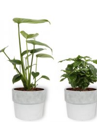 4 Kamerplanten - Aloe Vera, Monstera, Sansevieria & Koffieplant - met witte betonnen geleverd