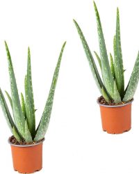 Aloe Vera 2x |Kamerplant in kwekerspot ⌀10,5 cm - ↕20-30 cm