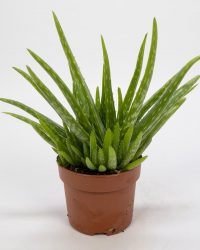 Aloe Vera Kamerplant - ± 30cm hoog - 12cm diameter