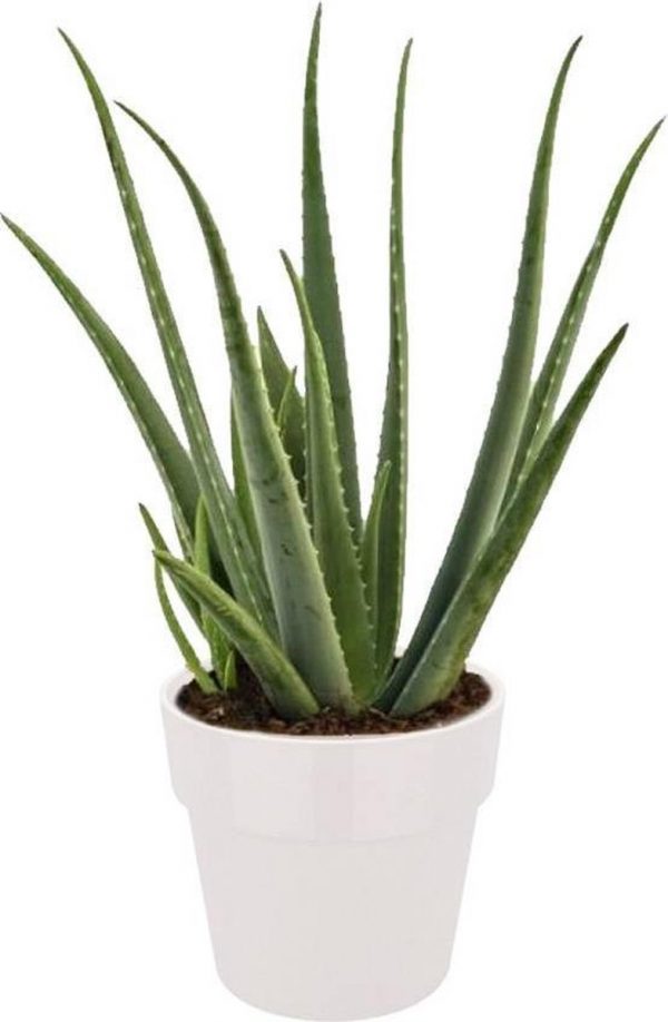 Aloe Vera plant in Elho