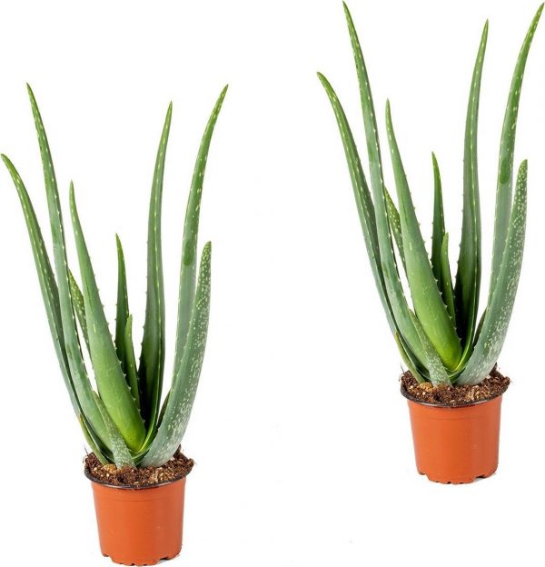 Aloe vera | per 2 stuks - kamerplant in kwekerspot ⌀12 cm - ↕25-35 cm