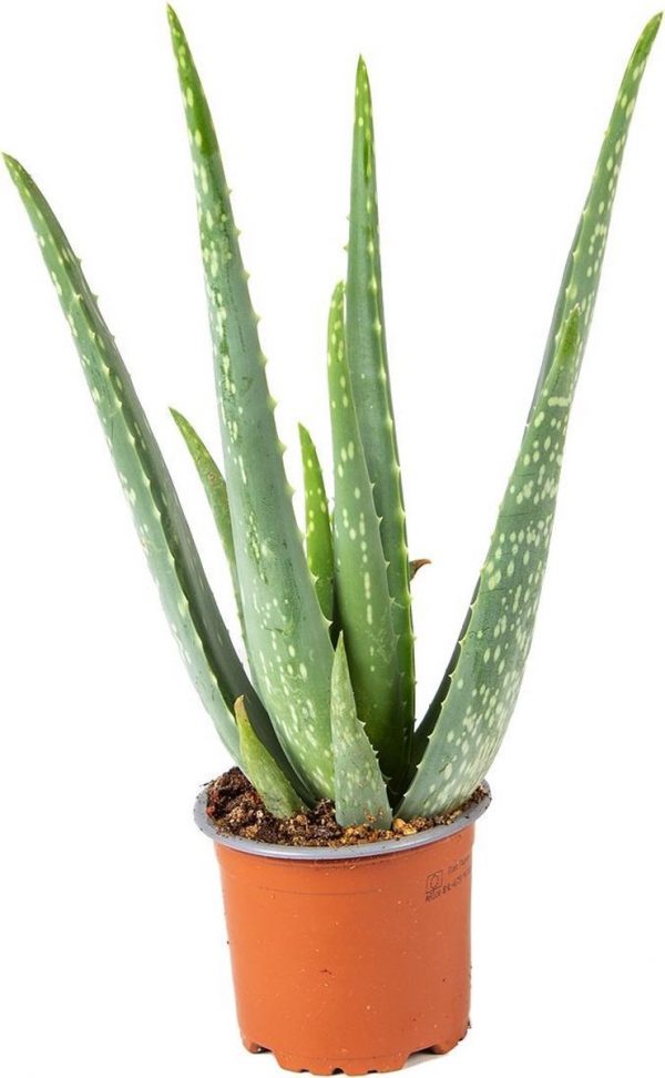 Aloe vera | per stuk - kamerplant in kwekerspot ⌀10,5 cm - ↕15-25 cm