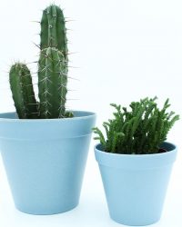 Cactus en vetplant mix in ecoblue sierpotten 2 stuks