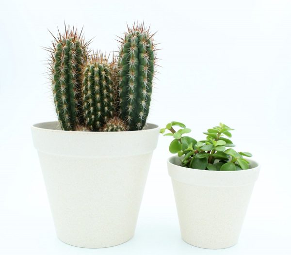 Cactus en vetplant mix in ecowhite sierpot 2 stuks