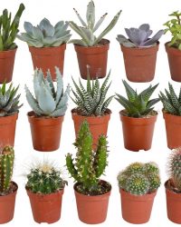 Cactus en vetplanten mix | 15 stuks | Ø 5,5 cm | ↕ 8-13 cm
