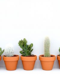 Cactus en vetplanten mix (5,5 cm) Terracotta 5 stuks
