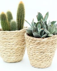 Cactus en vetplanten mix Basket in the mix natural 2 stuks