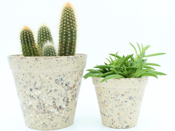 Cactus en vetplanten mix in ecocreme sierpot 2 stuks