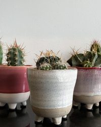 Cactus en vetplanten mix in sierpot 5,5cm Colorful glazy 5 stuks