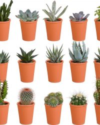 Cactus en vetplanten mix in terracotta pot | 15 stuks | Ø 6,5 cm | ↕ 8-13 cm