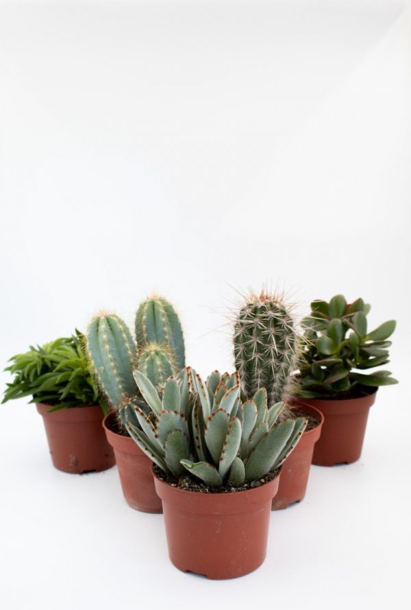 Cactus interieur complete deal 10,5cm cactus en vetplant mix