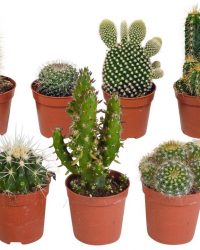 Cactus mix | 10 stuks | Ø 5,5 cm | ↕ 8-13 cm