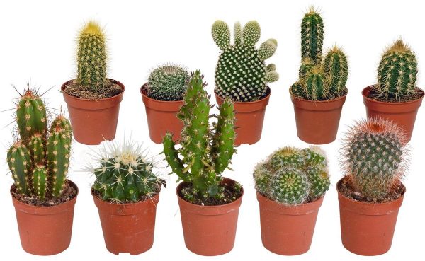 Cactus mix | 10 stuks | Ø 5,5 cm | ↕ 8-13 cm