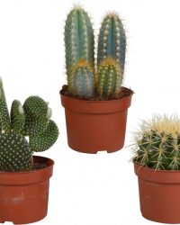 Cactus mix | 3 stuks | Ø 10,5 cm | ↕ 17-23 cm