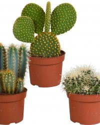 Cactus mix | 3 stuks | Ø 12 cm | ↕ 18 - 27 cm