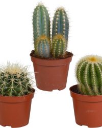 Cactus mix | 3 stuks | Ø 8,5 cm | ↕ 13-18 cm