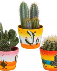 Cactus mix in Mexicaanse pot | 3 stuks | Ø 12 cm | ↕ 17-23 cm