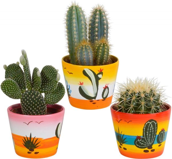 Cactus mix in Mexicaanse pot | 3 stuks | Ø 12 cm | ↕ 17-23 cm