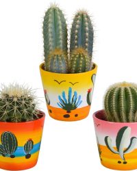 Cactus mix in Mexicaanse pot | 3 stuks | Ø 9,5 cm | ↕ 13-18 cm