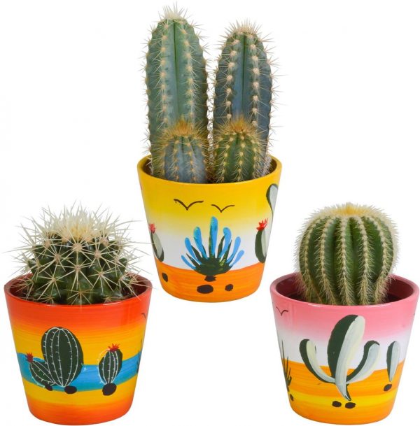 Cactus mix in Mexicaanse pot | 3 stuks | Ø 9,5 cm | ↕ 13-18 cm