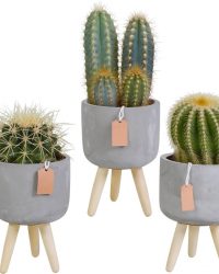 Cactus mix in betonpot op 3 pootjes | 3 stuks | Ø 10,5 cm | ↕ 16-21 cm