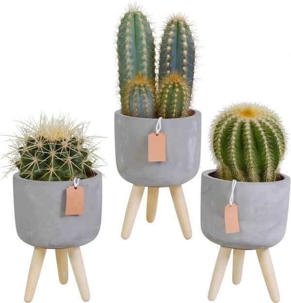 Cactus mix in betonpot op 3 pootjes | 3 stuks | Ø 10,5 cm | ↕ 16-21 cm