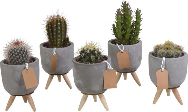 Cactus mix in betonpot op 3 pootjes | 5 stuks | Ø 7,5 cm | ↕ 11-16 cm