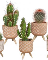 Cactus mix in terracotta betonpot op 3 pootjes | 5 stuks | Ø 5,5 cm | ↕ 8 - 13 cm