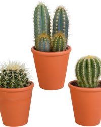 Cactus mix in terracotta pot | 3 stuks | Ø 11 cm | ↕ 13-18 cm