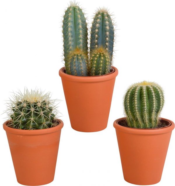 Cactus mix in terracotta pot | 3 stuks | Ø 11 cm | ↕ 13-18 cm