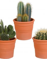 Cactus mix in terracotta pot | 3 stuks | Ø 13 cm | ↕ 17-23 cm