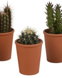 Cactus mix in terracotta pot | 5 stuks | Ø 6,5 cm | ↕ 8-13 cm