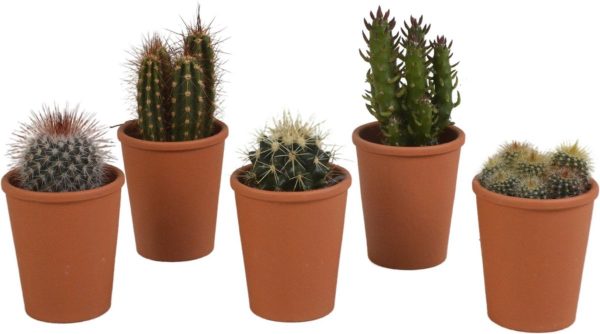 Cactus mix in terracotta pot | 5 stuks | Ø 6,5 cm | ↕ 8-13 cm