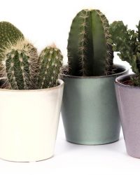 Cactussen van Botanicly - 6 × Cactussen - Hoogte: 18 cm - Cactus Mini