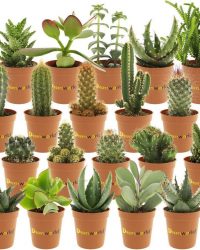 Desertworld Mini Cactussen en Vetplantjes Mix - 20 stuks - Ø 6 cm - Hoogte 8-15 cm