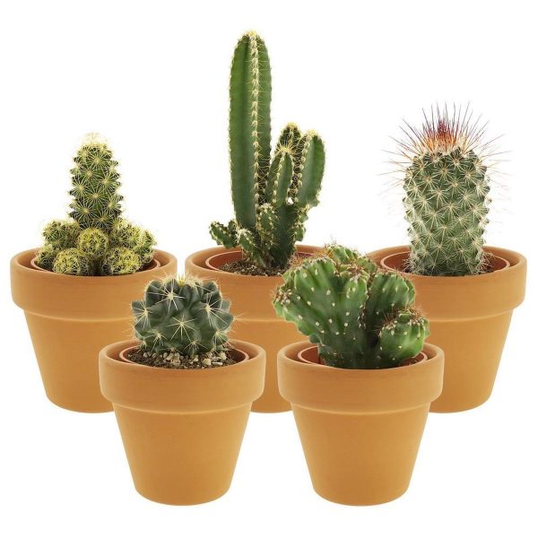 Desertworld Mini Cactussen in terracotta potjes - 5 stuks - Ø 6 cm - Hoogte 8-15 cm