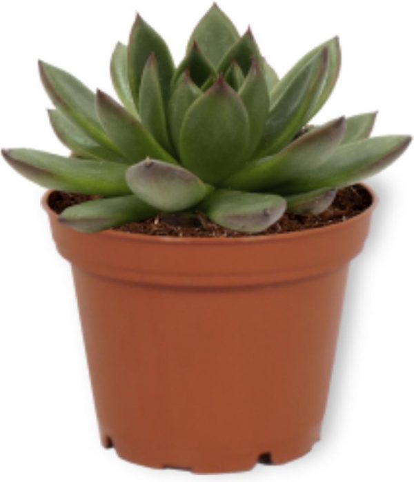Echeveria Agevoides - Vetplant ± 13cm hoog - 7cm diameter