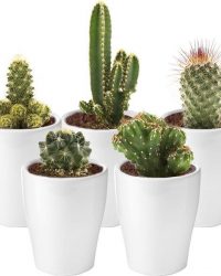 Ecoworld Mini Cactussen - 5 stuks - Ø 6 cm - Hoogte 8-15 cm
