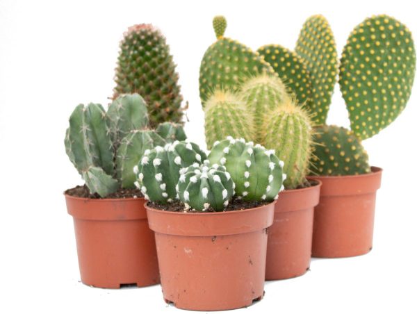 Ikhebeencactus Interieur set (10,5 cm) 5st Cactus