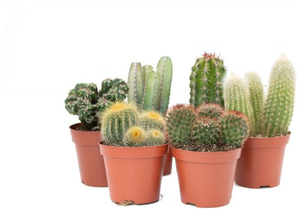 Ikhebeencactus Interieur set (8,5 cm) 6st Cactus