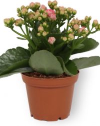 Kamerplant Kalanchoë Perfecta - met roze bloemen - ± 10cm hoog - 7cm diameter