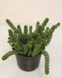 Kamerplant van Botanicly - Jadeplant - Hoogte: 15 cm - Crassula Minor Canarias
