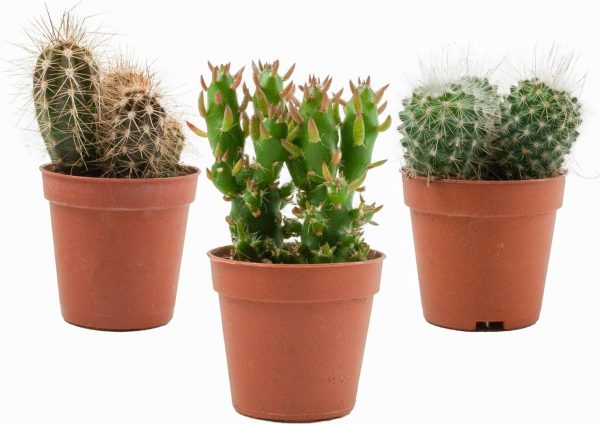 Mini Cactussen Mix - 3 Stuks - Ø 5,5 cm - ↕ Hoogte: 5-10 cm - Cactus - Kamerplant - Cactus Cadeau - Moederdag Cadeautje