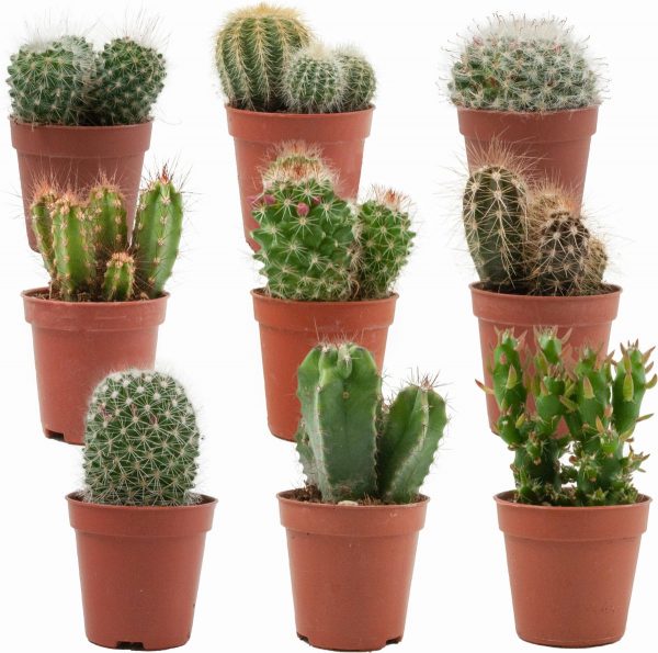 Mini Cactussen Mix - 9 Stuks - Ø 5,5 cm - ↕ Hoogte: 5-10 cm - Cactus - Kamerplant - Cactus Cadeau - Moederdag Cadeautje