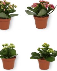 Mix van 6 bloeiende kamerplanten - Kalanchoë Perfecta in verschillende kleuren - ± 10cm hoog - 7cm diameter